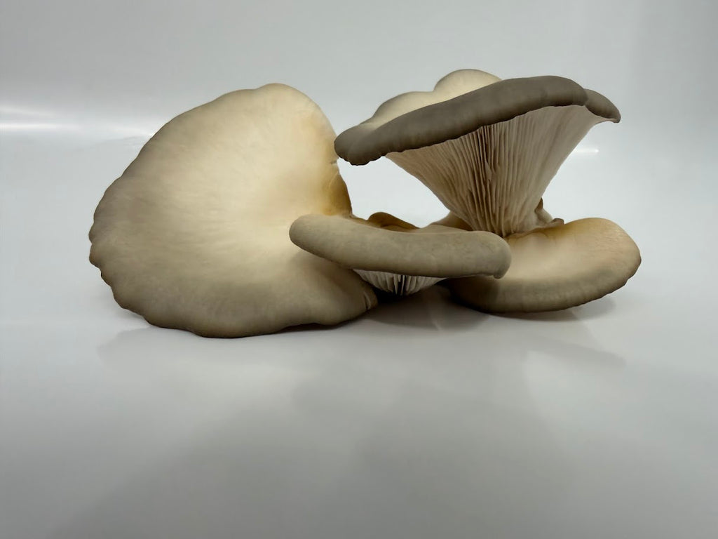King Blue Oyster Mushroom
