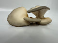 King Blue Oyster Mushroom