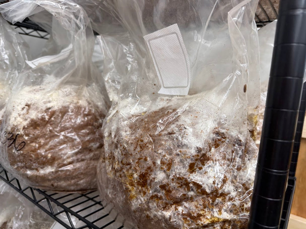 Fruiting Soul Lion's Mane Mushroom Fruiting Blocks