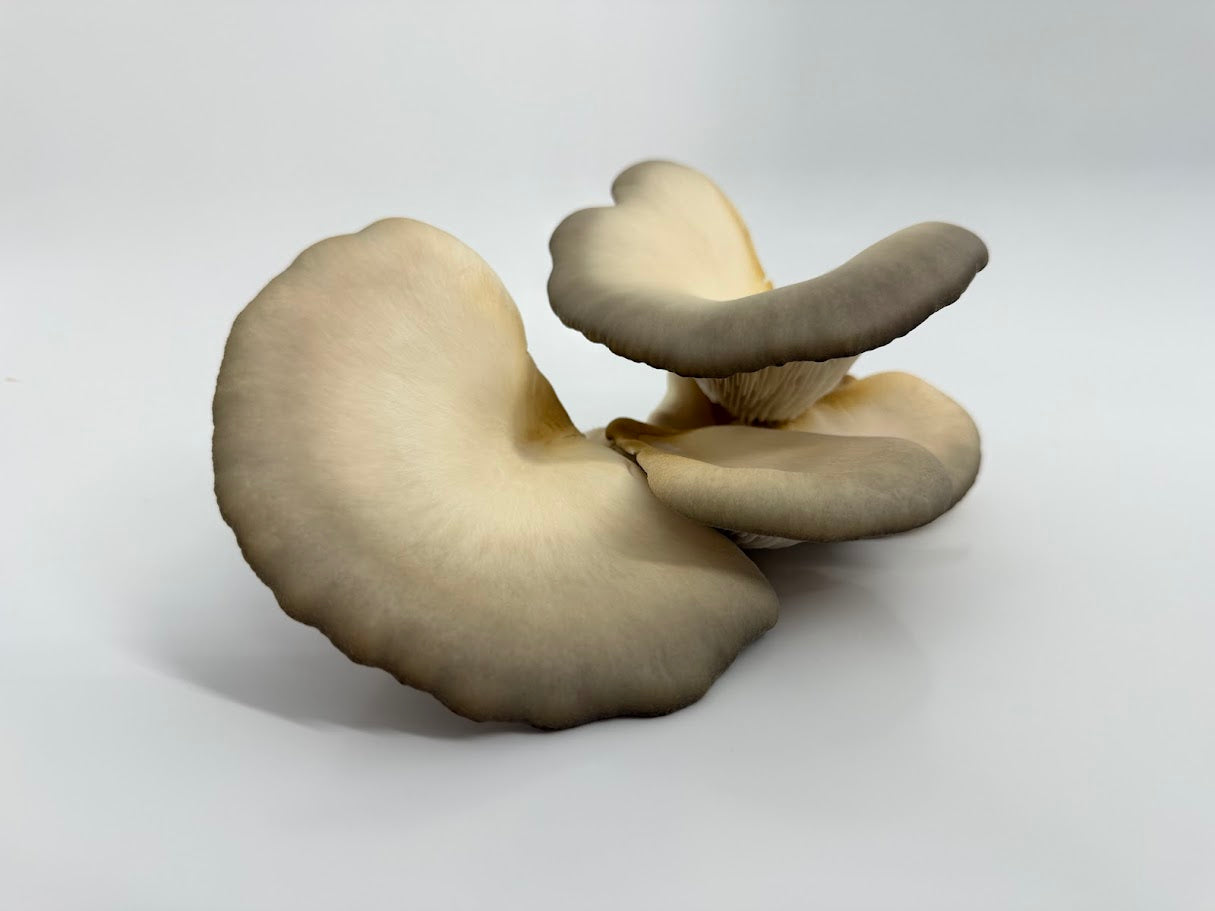 King Blue Oyster Mushroom