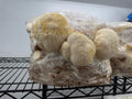 Fruiting Soul Lion's Mane Mushroom Fruiting Blocks