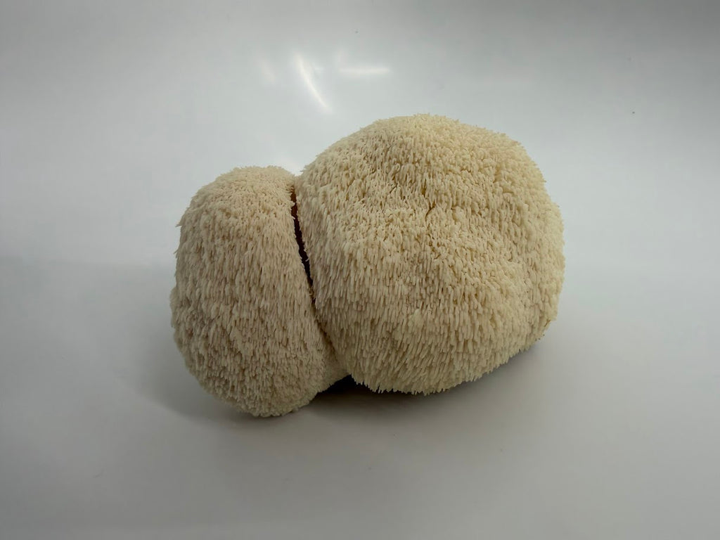 Lion's Mane Mushroom