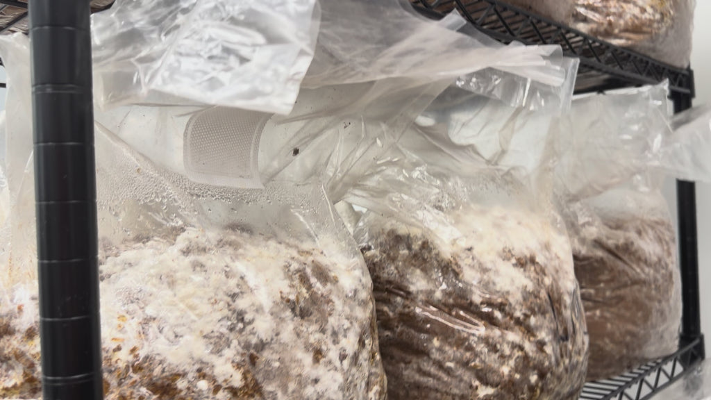 Fruiting Soul Lion's Mane Mushroom Fruiting Blocks