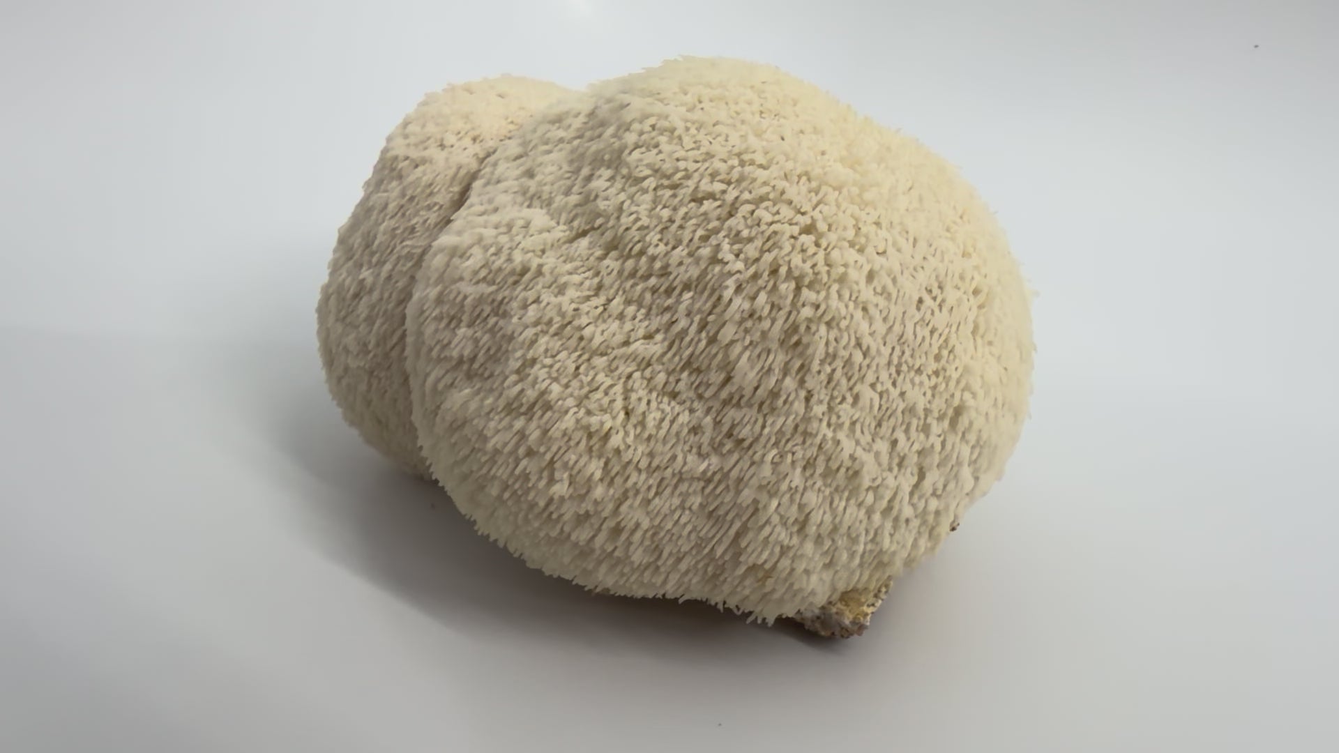Lion's Mane Mushroom